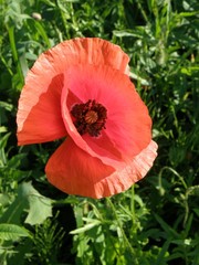 Obraz premium poppy the field