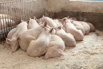 Свиньи на ферме.