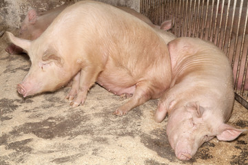 Свиньи на свиноферме.