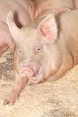 Свиньи на свиноферме.