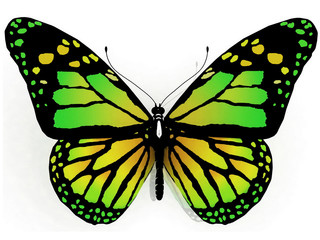 Isolated butterfly on a white background