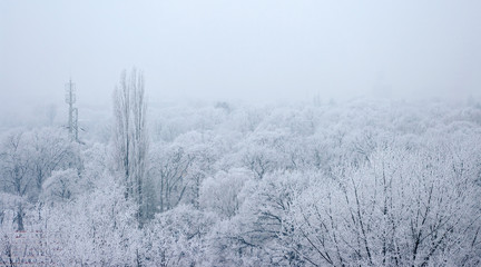 Park with frozen trees and fog