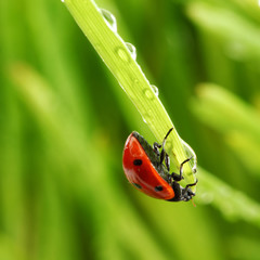 ladybug on grass