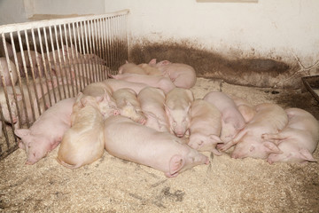 Свиньи на свиноферме.