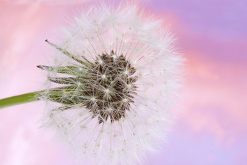 Dandelion