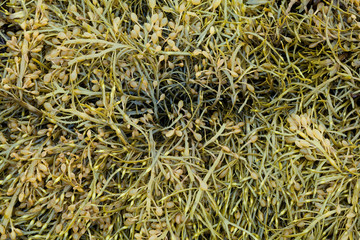 Водоросли на дне Белого моря во время отлива.