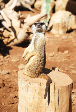 meerkat in Palmitos park, Gran Canaria