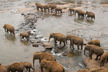 Elephants Bathing at the Elephant Orphanage in Sri Lanka