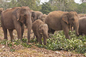 Fototapeta na wymiar Karmienia w sierocińcu słoni na Sri Lance