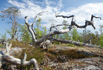 Тайга над Белым морем. © mvi690