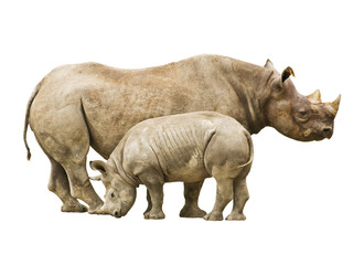 Endangered Black Rhinoceros