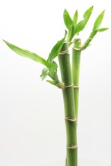 Obraz premium Bambus