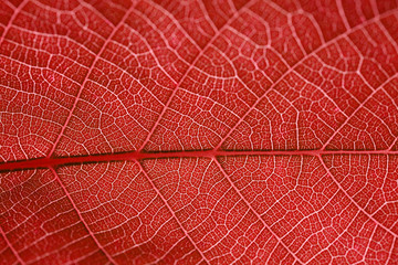Naklejka na ściany i meble rotes Blatt | Herbst | Herbstlaub