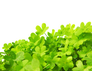 Green fresh clover border © Anna Om