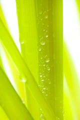 Green leaves with water droplets