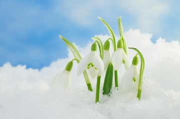 snowdrops in snow - 30258775