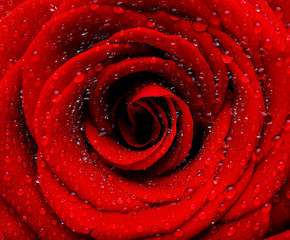 Obrazy  Czerwone mokre róże w tle
