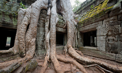 Temple of Ta Prohm in Angkor, Cambodia
