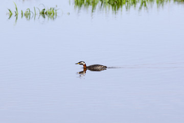 Red-necked Grebe