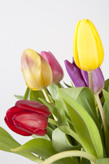 Fototapeta premium Frische Blumen-Tulpen