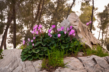 Cyclamen in spring forest.