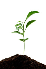 young green plant