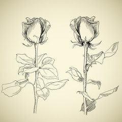 roses, sketch, vector illustration