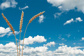 Wheat ears on the blue sky