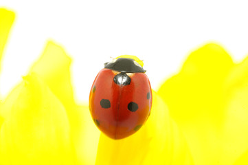 ladybug