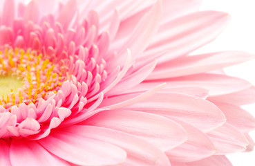 Pink gerbera
