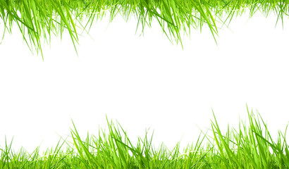 Fresh green grass frame