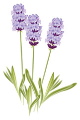Fototapeta premium Lavender flowers (Lavandula). Vector illustration on white backg