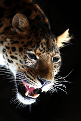 Amazing portrait of Leopard