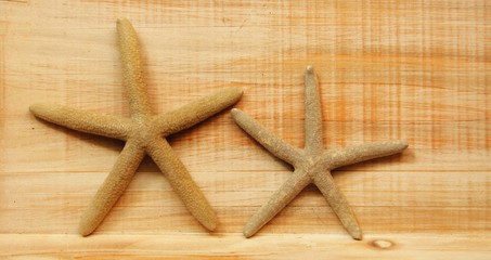 Fototapeta na wymiar star fish