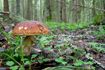 Brown cap mushroom in the forest