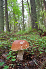 Brown cap mushroom in the forest