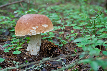 Brown cap mushroom in the forest