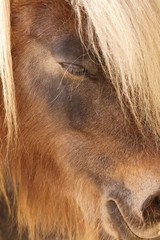 Portrait of Shetland pony close up