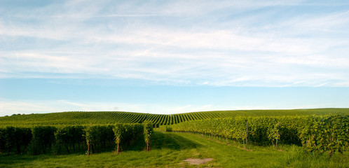 Fototapeta na wymiar The Meersburg vineyards