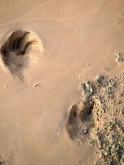 Tierspuren im Lehm
