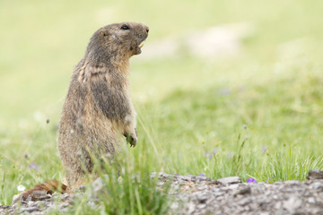 Naklejka na ściany i meble Świstak na trawie - Marmota marmota