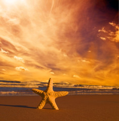 Fototapeta na wymiar Starfish on summer beach at sunset. Travel, vacation