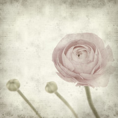 textured old paper background with  pink ranunculus (persian but