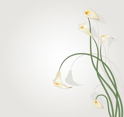 Beautiful tropical lillies