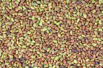 Alfalfa seeds