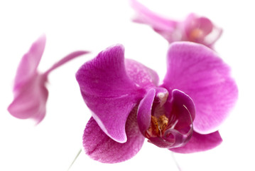 Obraz premium Purple orchid on white