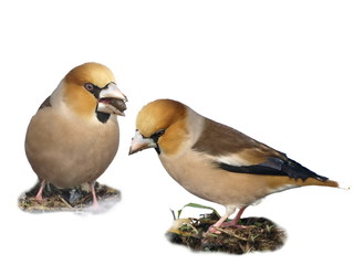 Fototapeta premium Hawfinch isolated Coccothraustes coccothraustes