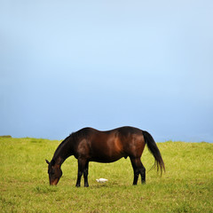 Horse and Duck eating Grass