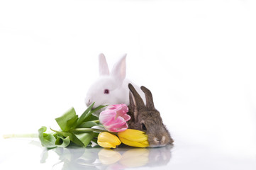 little rabbit and flowers