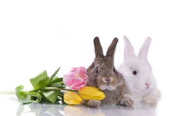 little rabbit and flowers